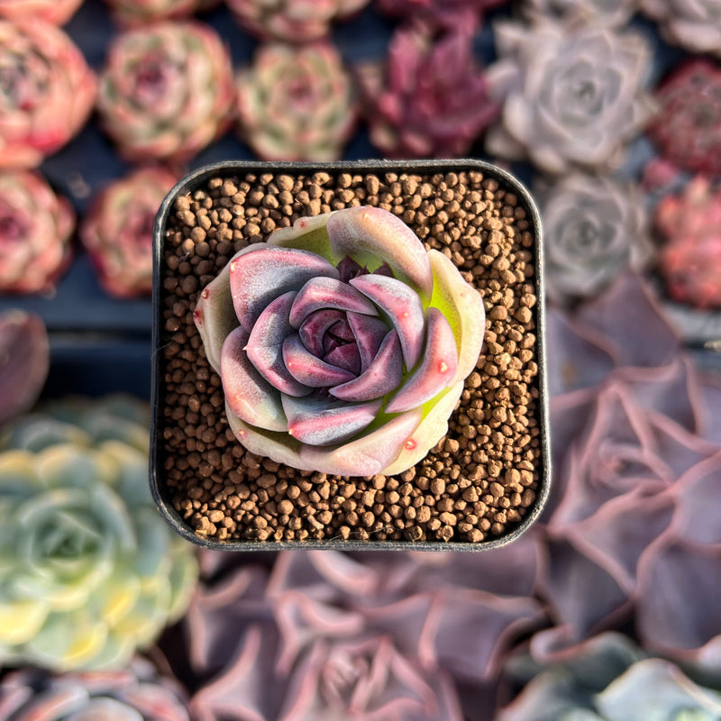 succulent lavender Echeveria 'Lavender Rose' 1" Succulent Plant