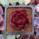 Echeveria Agavoides 'Luming' 1" Succulent Plant