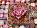 Echeveria Agavoides 'Red Ebony' 1" Succulent Plant