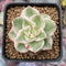 Sedeveria 'Rolly' Variegated 1" Small Succulent Plant