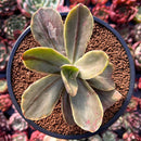Echeveria 'Fimbriata' Variegated AKA 'Fasciculata' 3" Succulent Plant