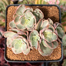 Echeveria 'Suyon' Variegated 3" Cluster Succulent Plant