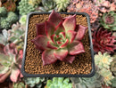 Echeveria Agavoides 'Magic Crown' 2" Succulent Plant