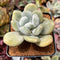 Pachyphytum 'Bracteosum' 2"-3" Succulent Plant