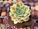 Echeveria 'Fun Queen' Variegated 2" Succulent Plant