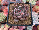 Echeveria Agavoides 'Magic Plot' 2" Succulent Plant