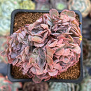 Echeveria 'Florence' Crested 2"-3" Succulent Plant