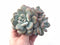 Pachyphytum cv Frevel Large Cluster 5” Rare Succulent Plant