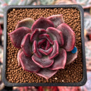 Echeveria 'Dark Chocolate' 2" New Hybrid Succulent Plant