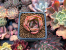 Echeveria 'Nocturnal' 1"-2" Succulent Plant