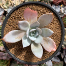 Echeveria 'White Lotus' 3" Powdery Succulent Plant