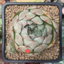 Echeveria 'Momentum' New Hybrid 2" Succulent Plant