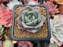 Echeveria 'German Champaign' 2" Succulent Plant