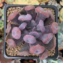 Echeveria 'Cupid' 2" Succulent Plant