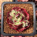 Echeveria 'Longissima' x 'Jungya' 1" Succulent Plant