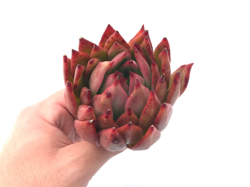 Echeveria Agavoides ‘Frank Reinalt’ Super Clone 5” Rare Succulent Plant