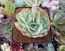 Echeveria 'Blade Runner' 3" Succulent Plant