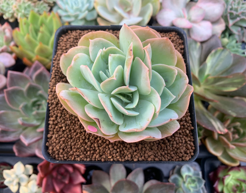 succulent runner Echeveria 'Blade Runner' 3" Succulent Plant – True Succulents Plant Co