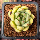 Echeveria 'Coco' 1" New Hybrid Succulent Plant