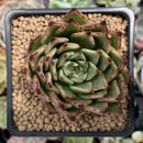Echeveria Agavoides 'Sarabony' 2" Succulent Plant