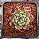 Echeveria Agavoides 'Sarabony' 1" (Seed Grown) Succulent Plant