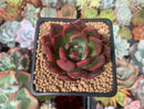 Echeveria 'Lejyong' New Hybrid 3" Succulent Plant