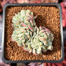 Echeveria 'Pisaro' Crested 2" Succulent Plant