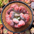 Echeveria 'Hearts Delight' 4" Succulent Plant