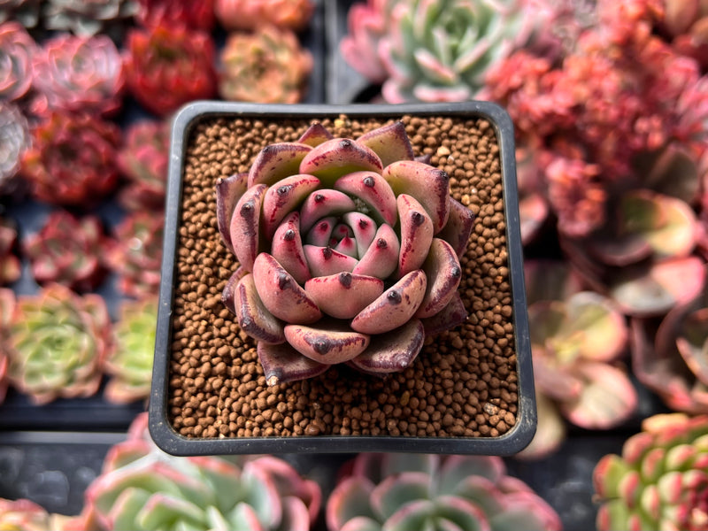 succulent kingdom Echeveria Agavoides 'Red Kingdom' 2" Succulent Plant