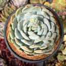 Echeveria 'Orange Monroe' 4" Succulent Plant