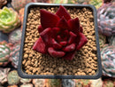 Echeveria Agavoides 'Luming' 2" Succulent Plant