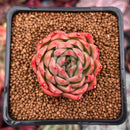 Echeveria Agavoides 'Angela Star' 2" Succulent Plant