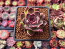 Echeveria 'Fushike' 1" Succulent Plant