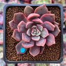 Echeveria 'Vasilisa' 1"-2" Succulent Plant