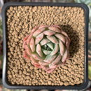 Echeveria 'Rose Queen' 1" Succulent Plant