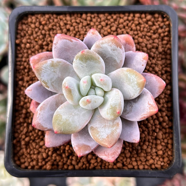 Echeveria 'Monroe Queen' 1