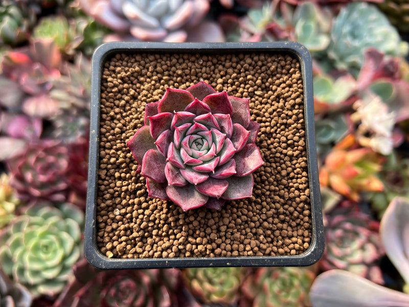 Echeveria Agavoides Hybrid 1" Seed-grown Succulent Plant