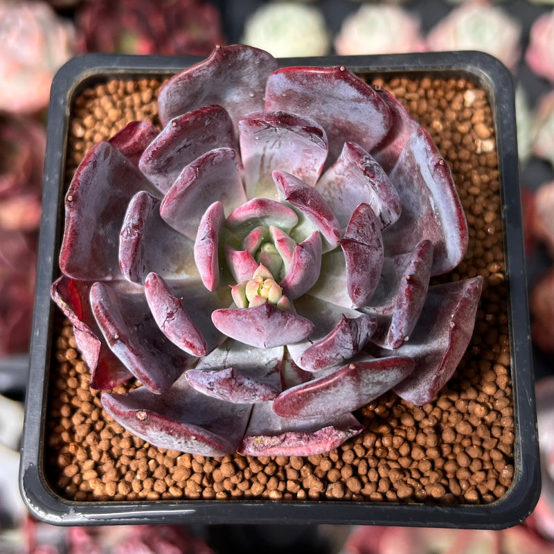 goddess plants Echeveria 'Rainbow Goddess' 1