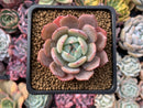 Echeveria 'Horizon' 2"-3" Succulent Plant