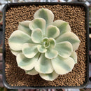 Echeveria 'Compton Carousel' 2"-3" Succulent Plant