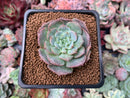 Echeveria 'Red sunset' 2" Succulent Plant