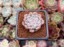 Echeveria 'Viyant' 1" Succulent Plant