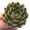 Echeveria Agavoides 'Walshire' 2" Rare Succulent Plant
