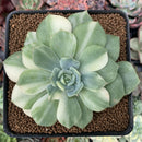 Echeveria 'Fun Queen' Variegated 3" Succulent Plant