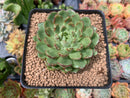 Echeveria Agavoides 'Silky' Variegated 3" Succulent Plant