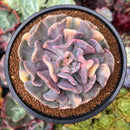 Echeveria 'Cubic Frost' Variegated 4" Large Succulent Plant