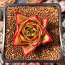 Echeveria Agavoides 'Orange Ebony' 1"-2" Succulent Plant