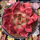 Echeveria Agavoides 'Amestro' 4" Succulent Plant