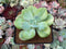 Echeveria 'Hakuhou' Variegated 3" Succulent Plant