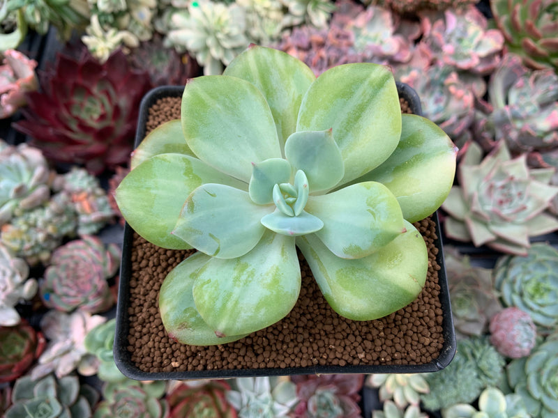 Echeveria 'Hakuhou' Variegated 3